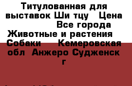 Титулованная для выставок Ши-тцу › Цена ­ 100 000 - Все города Животные и растения » Собаки   . Кемеровская обл.,Анжеро-Судженск г.